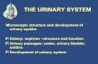 THE URINARY SYSTEM - Masarykova univerzita€¦ · THE URINARY SYSTEM Microscopic structure and development of urinary systém Kidney: nephron –structure and function Urinary passages: