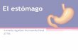 El estómagos4f1d769cf586f6c7.jimcontent.com/download/version/1413386022/… · Funciones del estómago Mezcla la saliva, el alimento y el jugo gástrico para formar el quimo. Sirve
