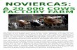A 20 000 COWS FACTORY FARM - Food & Water Europe · 2018-10-02 · NOVIERCAS: A 20 000 COWS FACTORY FARM The Noviercas mega factory farm is a project of the cooperative Valle de Odieta