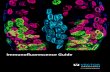 Immunofluorescence Guide · 2019-11-27 · 2 Introduction 2 Immunofluorescence Workflow 4 Immunofluorescence Selection Guide 6 Pioneering in IHC/IF Technology 8 Choosing a Detection