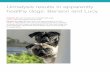 Urinalysis results in apparently healthy dogs: …...Urinalysis results in apparently healthy dogs: Benson and Lucy Patients: Benson (2-year-old, neutered male pug); Lucy (1-year-old,