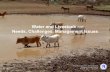 Water and Livestock Needs, Challenges, Management Issuesamor.cms.hu-berlin.de/~h1981d0z/pdf/2006-02-kenia/kabete-lect.pdf · Water and Livestock Water for livestock feed: Some issues