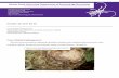Kansas State University Department of Entomology Newsletterentomology.k-state.edu/doc/extension-newsletters... · Kansas Insect Newsletter October 20, 2017 No 28 _____ 4. Fall armyworms,