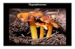 Hygrophoraceae...Hygrophoraceae Hygrophorus - Medium to large-sized tricholomatoid with decurrent gills, trama divergent, with often slimy veil, ectomycorrhizal Hygrocybe - medium