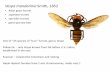 Vespa mandarinia Smith, 1852 · Vespa mandarinia Smith, 1852 • Asian giant hornet • Japanese hornet • yak-killer hornet • giant sparrow bee One of ~23 species of “true”
