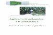« Il GIRASOLE - Vesmondvesmond.co.rs/media/ekoenz/teh/corn.pdf · solution of water vaporized with about 30 units of nitrogen fertilizer per hectare (70% less than conventional dose