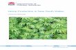 Hemp Production in New South Wales · Low-THC Hemp Production in New South Wales . 3 . NSW Department of Primary Industries, February 2018 . Introduction . Industrial cannabis fibre
