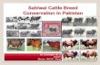 Dr. Javed Iqbal Ph. D Former Director RCCSC Jhanghhrd.pk/lddc2014/wp-content/uploads/2014/12/Dr.Javed-Iqbal-RCCSC-15-12-2014...LIVESTOCK SUB SECTOR • Livestock contributed 55.9 %