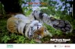 H. T. Parekh Foundation / Sanctuary Photo Library · 2006-07: The Tiger’s Destiny: Now or Never 2005-06: SOS: Save Our Stripes 2004-05: Thirty Years of Project Tiger 2003-04: Tiger