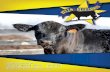 Joint Select Simmental Bull Sale Saturday, April 4, 2015 1 ...livestockdirect.s3-website-us-west-2.amazonaws.com/... · Drew Hatmaker 423.506.8844 Dalton Lundy 502.727.6898 Trucking: