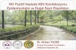 HIV Pozitif Hastada HBV Koinfeksiyonu...Hayat kadınları Çok partnerli heteroseksüeller HBV taşıyıcılarının cinsel partnerleri 3. Perinatal bulaĢ ... HCV kontamine iğne
