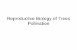 Reproductive Biology of Trees Pollinationfacultyweb.cortland.edu/broyles/tb/Reproductive Biology of Trees.pdf · Reproductive Biology of Trees Pollination. Wind-pollination Syndrome