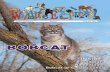 Wildlife Express Newsletter - February 2017 - Bobcat · time. Ancient Egyptians worshipped cats. Farmers have traditionally kept cats to protect grain from mice. Cats appear in many