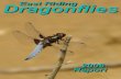 East Riding Dragonflies 2006 Annual Report · East Riding Dragonflies 2006 Annual Report - 7 - Vice County 61 – Southeast Yorkshire The East Riding is divided into five, key, distinct