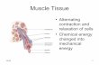 Muscle Tissue - Profelis · 2013-02-16 · 10:32 2 Properties of Muscle Tissue • Excitability –responds to chemical messengers (neurotransmitters) released from nerve cells •