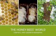 THE HONEY BEES’ WORLD...CHAPTER 2, FIRST LESSONS IN BEEKEEPING OUTLINE FOR CHAPTER 2 1. What are social insects? 2. Biology of the individuals (workers, queens, drones) 3. Biology