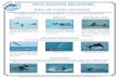 WILD DOLPHIN BEHAVIORS · 2017-07-28 · If a dolphin(s) approaches the vessel, put engine in neutral and remain in neutral while dolphin(s) are present. If the dolphin(s) is not