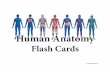 HHuman Anatomyuman Anatomy - U.S. Career Instituteresources.uscareerinstitute.edu/eBooks/usci/0200000SP14B-25 (Hu… · 0200000SP14B-25 (Human Anatomy Flashcards).indd Author: sandrap