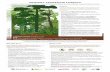 PRIMARY TEMPERATE FORESTS - whrc.orgwhrc.org/wp-content/uploads/2020/02/PrimaryTemperateForests.pdf · Primary temperate forests sequester and store vast amounts of atmospheric carbon