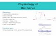Physiology of nerve and muscle - uniba.sk · Types of nerve fibres Practical tasks Virtual physiology of the nerve (PC programme) Figure 8.2-2 ESSENTIALS –Neuron Anatomy Nucleus