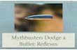 Mythbusters Dodge a Bullet: Reﬂexes - Weeblypalmer837.weebly.com/uploads/4/7/0/5/47055563/reflexes_notes_pdf.pdf · The Four Lobes Of The Brain Frontal Lobe: Concerned with reasoning,