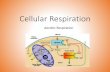 Cellular Respiration · ATP is your universal currency ($) •1 Glucose = 30-32 ATP molecules. ... CELL Food Oxygen Cellular Respiration Mitochondrion Cytosol ATP Krebs Cycle ATP