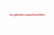 Les glandes parathyroïdes · Hyperparathyroïdie primaire . Parathyroïde résiduelle . Adénome . V – Pathologies Conséquences de l’hypersécrétion de PTH : - Dépôts de