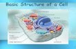 Chapter 3 The Basic Structure of a Cell...Basic types of cells: Animal Cell Plant Cell Bacterial Cell . 3 ... Animal cells Plant cells Vacuole small or absent Glycogen as food storage