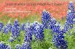 Texas Bluebonnet and Wildflower Routes: Ennis Areamedia.equipu.com/eBooks/TBR-Ennis-Routes.pdf · Each year the Ennis Garden Club sponsors the Ennis Bluebonnet Trails (April 1-30)