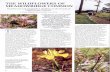 THE WILDFLOWERS OF MEADOWRIDGE COMMONpza.sanbi.org/.../wildflowers_meadowridge_pdf.pdf · THE WILDFLOWERS OF MEADOWRIDGE COMMON Above.One shrub ofDiastella proteoides (1.5 m'indiameter)
