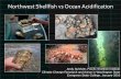 Northwest Shellfish vs Ocean Acidification...Northwest Shellfish vs Ocean Acidification Andy Suhrbier, Pacific Shellfish Institute Climate Change Research and Action in Washington