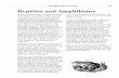 Reptiles and Amphibians · 2012-02-15 · Reptiles and amphibians, collectively known as “herptiles” or “herps” for short, are cold-blooded animals unlike the warm-blooded