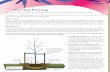 New Tree Planting - TreesAreGood · 2017-04-21 · New Tree Planting Information on proper practices for planting a tree with a nine-step approach to successful planting and establishment.