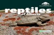 of Alberta · 4 Alberta Conservation Association - Reptiles of Alberta Alberta has three species of garter snakes. These small, slender snakes rank among the most beautiful and more