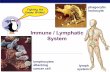 Immune / Lymphatic System - bcsoh.org...AP Biology! Why an immune system? ! Attack from outside " lots of organisms want you for lunch! " animals are a tasty nutrient- & vitamin-packed