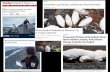 Heather Renner et al.€¦ · Heather Renner et al. – Alaska Maritime NWR Kathy Kuletz, David Irons, Robb Kaler, Liz Labunski – USFWS Migratory Birds Management Julia Parrish