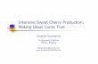 Intensive Sweet Cherry Production: Making Ideas …...Microirrigation (drip & microsprinkling): crop evapotranspiration, regulated deficit irrigation, spatial and temporal distribution