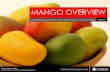 Food with a STORY - Mango.org...Fast-casual restaurants Casual independents AT RETAIL: Specialty grocery stores Gourmet food stores Casual chain restaurants Quick service restaurants