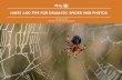 HINTS AND TIPS FOR DRAMATIC SPIDER WEB PHOTOS · HINTS AND TIPS FOR DRAMATIC SPIDER WEB PHOTOS // © PHOTZY.COM 3 WHERE THE SPIDERS ARE Spiders shouldn’t be hard to find as it’s