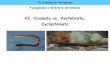 VI. Craniata vs. Vertebrata, Cyclostomata · Craniata vs. Vertebrata, Cyclostomata 43 druhů 6 rodů, Myxine, Bdellostoma. žaberní váčkyuvnitř koše z chrupavčitých žaberních