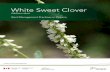 White Sweet Clover - Ontario Invasive Plant Council · White Sweet Clover is native to Europe and Asia, where it is used as a forage crop. ... which can prevent the growth of native
