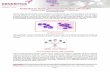 Antibodies for human plasmacytoïd dendritic cells studiesdev.dendritics.net/files/documentation/PDC_report.pdf · Human plasmacytoid dendritic cells. DENDRITICS- Immeuble Laennec-60