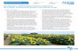 Sunflowers (Helianthus annuus cultivars) as a field- and ... · Sunflowers (Helianthus annuus cultivars) as a field- and tunnel-grown cut flower crop Grower summary Since the 1990s