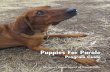 Puppies For Parole · Puppies For Parole Program Guide. Ellie is a Redbone Coonhound mix who came into the . Puppies for Parole program from the Grabb Animal Shelter in Fulton, Missouri,