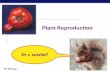 Plant Reproduction - KING'S SCIENCE PAGEhkingscience.weebly.com/uploads/4/5/4/8/45489663/... · Plant Reproduction In a nutshell. AP Biology Plant Diversity mosses ferns conifers