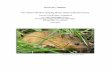 New Mexico Meadow Jumping Mouse...Meadow jumping mouse. This SSA Report documents biology and natural history, and assesses demographic risks (such as small population sizes), threats,
