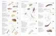 tolerant very tolerant - Australian Museum · Freshwater macroinvertebrates or ‘water bugs’are animals thatspend all or partof their lives in the ... .The Waterbug Book:A Guide