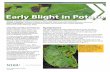 PP1892 Early Blight in Potato - North Dakota State University · Early blight of potato is caused by the fungal pathogen Alternaria solani. The disease affects leaves, stems, and