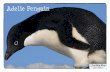 Adelie Penguin · Title: Antarctic Animals Author: Mark and Helen Warner Subject: Teaching Ideas () Created Date: 9/30/2012 12:13:04 PM