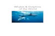 Whales & Dolphins of the World - Booktopiastatic.booktopia.com.au/pdf/9781780094618-1.pdfwhales, dolphins and porpoises. The monster image was also perpetuated in Herman Melville’s